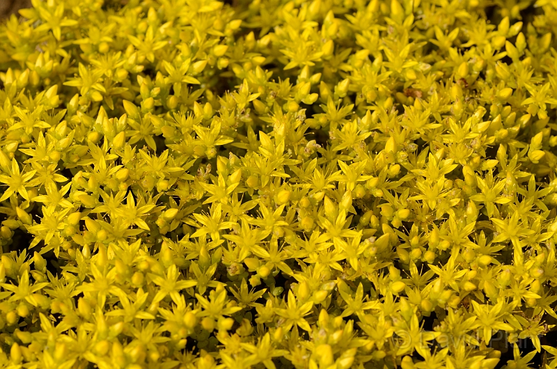 David Plant Photography - Wildlife Photography - Biting stonecrop - B.jpg - Biting stonecrop flowers - Bedfordshire